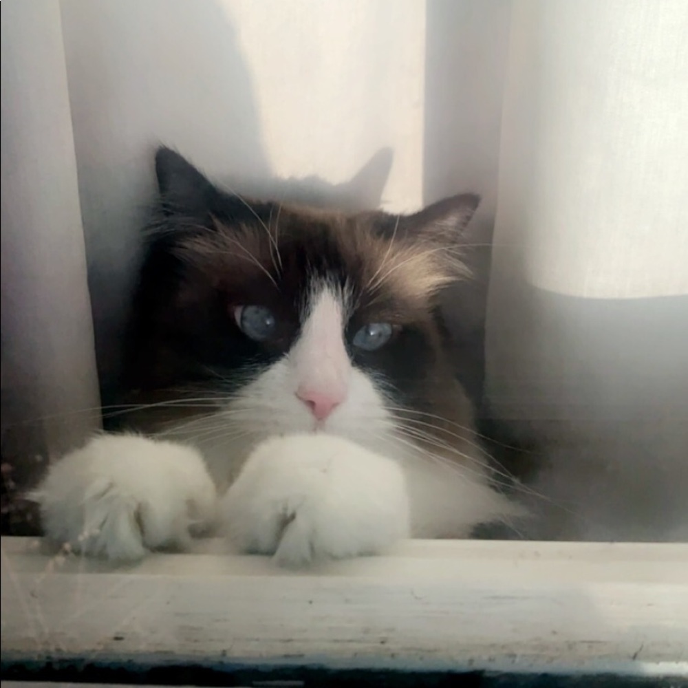 Meet your Posher, Clara